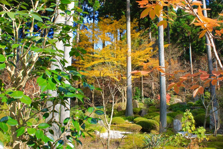 Kinh nghiệm du lịch Nhật Bản mùa lá đỏ